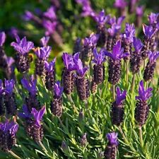 Pack french lavender for sale  LEICESTER