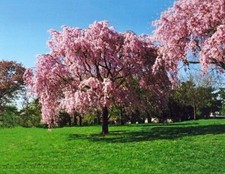 Live japanese pink for sale  Kennett Square