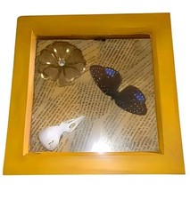 Preserved butterfly magpie for sale  RUGELEY