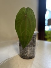 Anthurium red vein for sale  Huntsville
