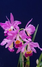 Cattleya eldorado mount gebraucht kaufen  Dortmund