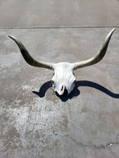 Longhorn steer bull for sale  Claremore