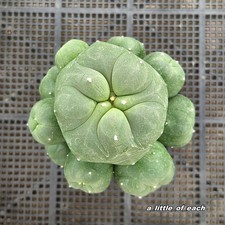Lophophora diffusa cv.koike usato  Spedire a Italy