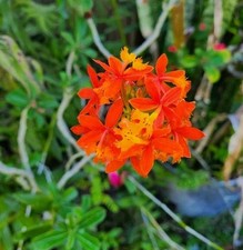 Epidendrum secundum orange for sale  Saint Cloud