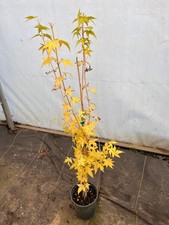 maple seasoned for sale maple seasoned for sale Silverton