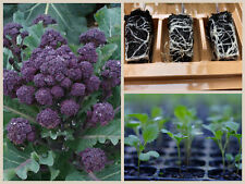 garden vegetable plants for sale garden vegetable plants for sale CHESTER