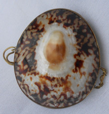 Vintage clam seashell for sale  Spring Valley