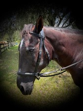 Nurtural bitless bridle for sale  De Leon Springs