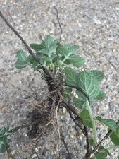 Garden herb mint for sale Garden herb mint for sale  ATTLEBOROUGH