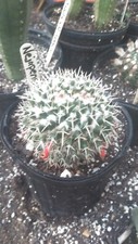 Update mammillaria nejapensis for sale  Monticello