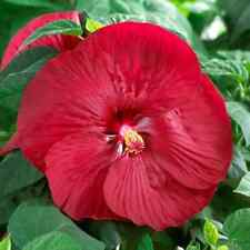 Graines hibiscus marais d'occasion  La Chapelle-Saint-Mesmin