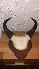 Antique cape buffalo for sale  EAST LINTON