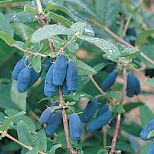 Honeyberry live plants for sale  Erie