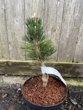 Japanese black pine for sale  CHORLEY