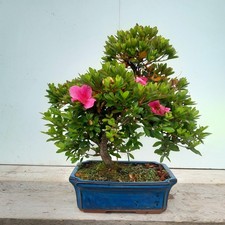rhododendron tree for sale rhododendron tree for sale LANCASTER