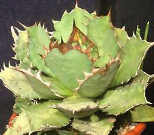 Agave titanota green for sale  Miami