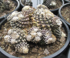 Copiapoa tenuissima highly for sale  BRISTOL