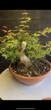 Pre bonsai acero usato  Reggello