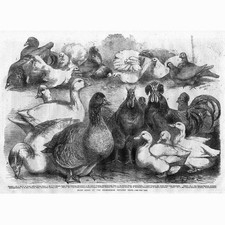 Prize pigeons fowls for sale  GLASGOW