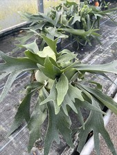 Platycerium bifurcatum elkhorn for sale  HELSTON