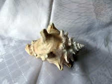 Large horned sea for sale  STIRLING