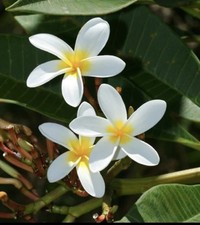 Plumeria cuttings bundle for sale  Opa Locka