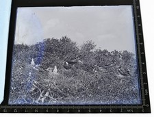 1910s beach birds for sale  Orlando