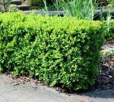 Japanese boxwood live for sale  Pelzer