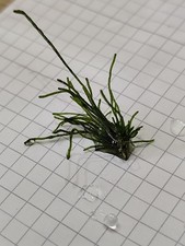 Seltene tropische makrolage gebraucht kaufen  Simmerath