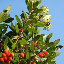 Pianta corbezzolo arbutus usato  Roma