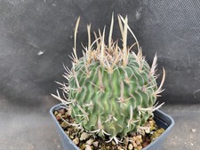 Echinofossulocactus tulense ca usato  Massafra