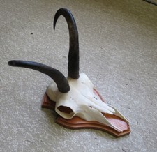 Geweih gams trophäe gebraucht kaufen  Talheim