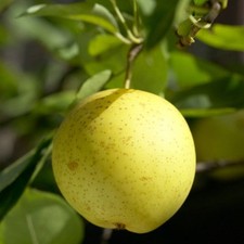 Nashi pear 20th for sale  SOUTHAMPTON