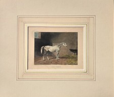Cavallo corsa stampa usato Cavallo corsa stampa usato  Milano