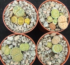 lithops plants for sale lithops plants for sale EASTBOURNE