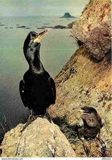 Animaux oiseaux cormoran d'occasion  Fruges