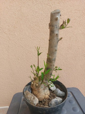 Prebonsai olivastro vallata usato  Staiti