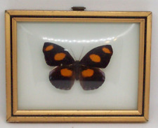 Real framed butterfly for sale  Ypsilanti