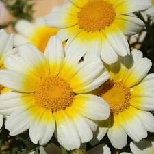 Daisy garland chrysanthemum for sale  Sevierville