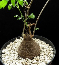 Cyphostemma elephantopus caude for sale  Shipping to United Kingdom