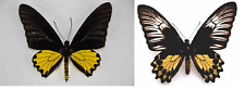 Butterflies ornithoptera helen d'occasion  Dreux