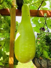 Giant bottle gourd for sale  LONDON