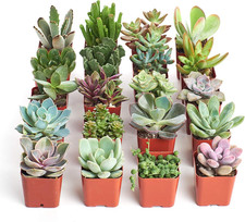 Unique succulent plant for sale  Lakewood
