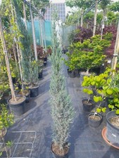 Juniperus blue arrow gebraucht kaufen  Dillingen a.d.Donau