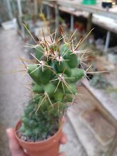 Thelocactus hybrid variegato. usato  Civitanova Marche