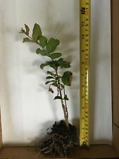 Crape myrtle muskogee for sale  Jacksonville Beach