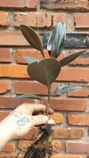 Rubber tree verna for sale  Davenport