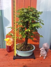 Large 60cm hornbeam for sale  PETERBOROUGH
