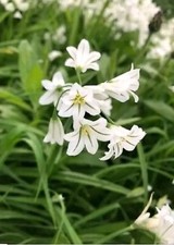 Three cornered leek for sale  CARDIFF