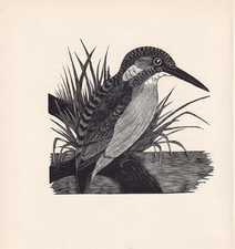 1929 kingfisher bird for sale  BIDEFORD